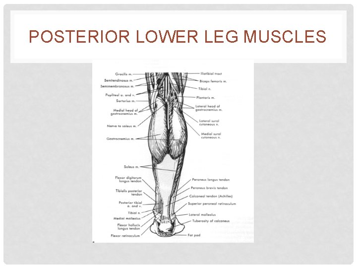 POSTERIOR LOWER LEG MUSCLES 