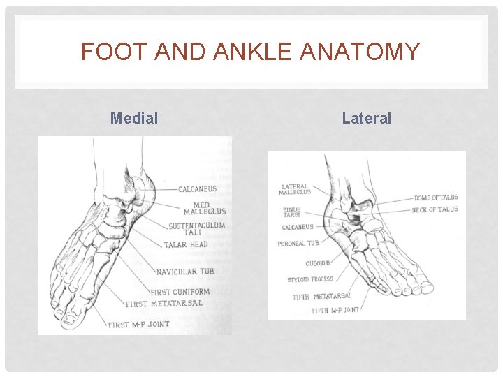 FOOT AND ANKLE ANATOMY Medial Lateral 