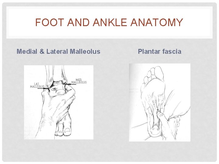FOOT AND ANKLE ANATOMY Medial & Lateral Malleolus Plantar fascia 