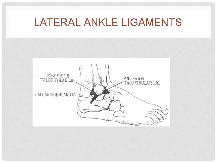 LATERAL ANKLE LIGAMENTS 