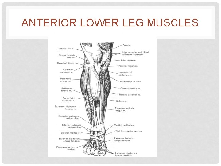 ANTERIOR LOWER LEG MUSCLES 