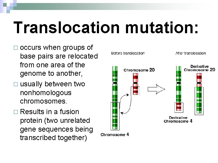 Translocation mutation: ¨ occurs when groups of base pairs are relocated from one area