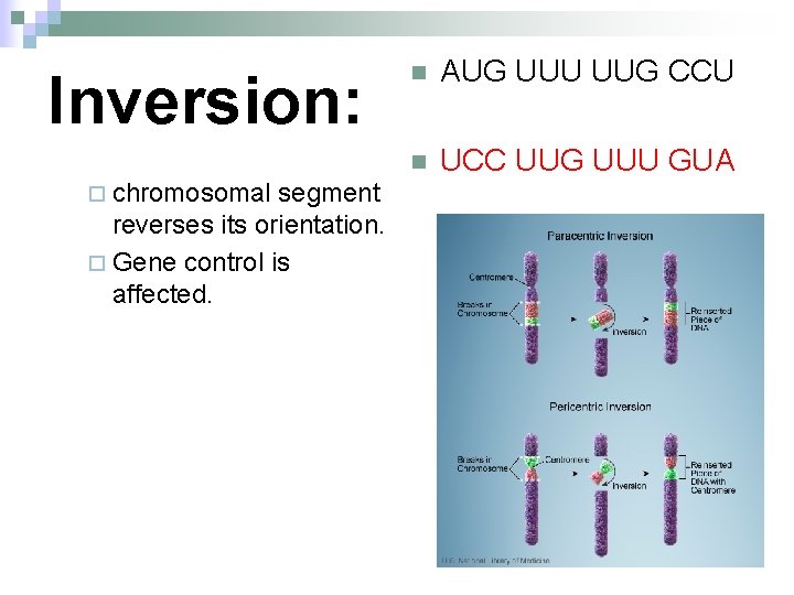 Inversion: ¨ chromosomal segment reverses its orientation. ¨ Gene control is affected. n AUG
