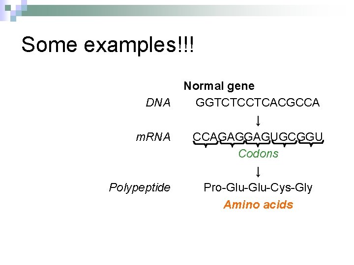 Some examples!!! DNA m. RNA Polypeptide Normal gene GGTCTCCTCACGCCA ↓ CCAGAGGAGUGCGGU Codons ↓ Pro-Glu-Cys-Gly