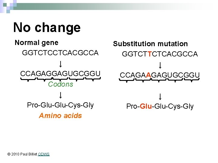 No change Normal gene GGTCTCCTCACGCCA ↓ CCAGAGGAGUGCGGU Codons ↓ Pro-Glu-Cys-Gly Amino acids © 2010