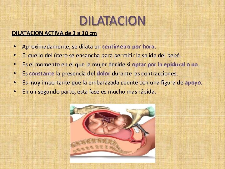 DILATACION ACTIVA de 3 a 10 cm • • • Aproximadamente, se dilata un