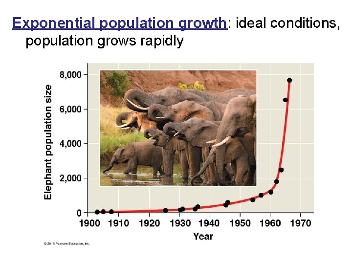 Exponential population growth: ideal conditions, population grows rapidly 