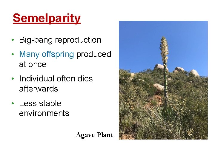 Semelparity • Big-bang reproduction • Many offspring produced at once • Individual often dies