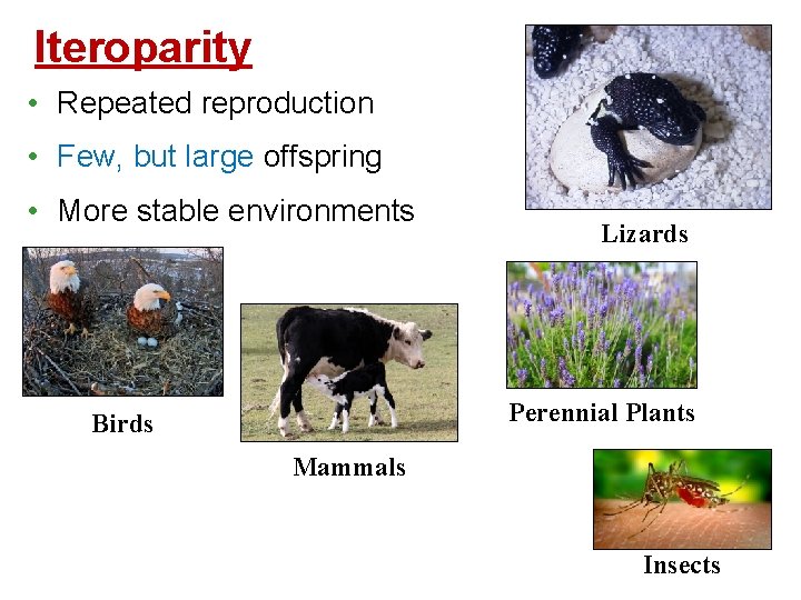 Iteroparity • Repeated reproduction • Few, but large offspring • More stable environments Lizards