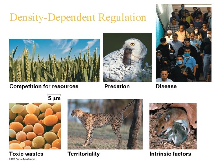 Density-Dependent Regulation 