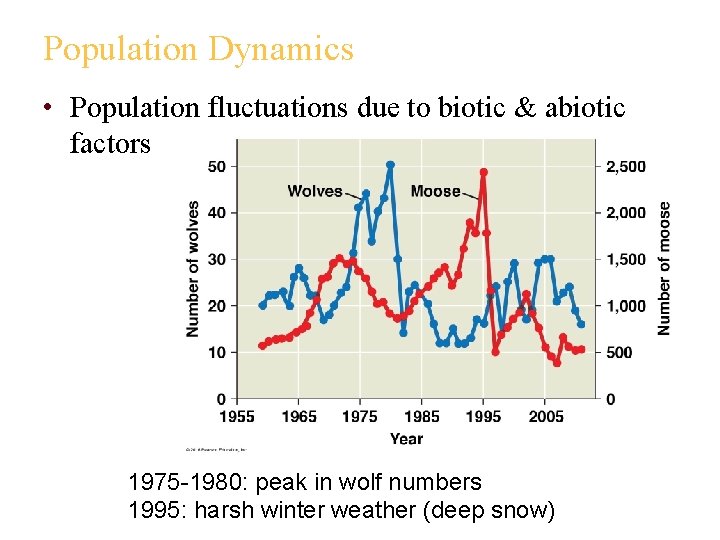 Population Dynamics • Population fluctuations due to biotic & abiotic factors 1975 -1980: peak