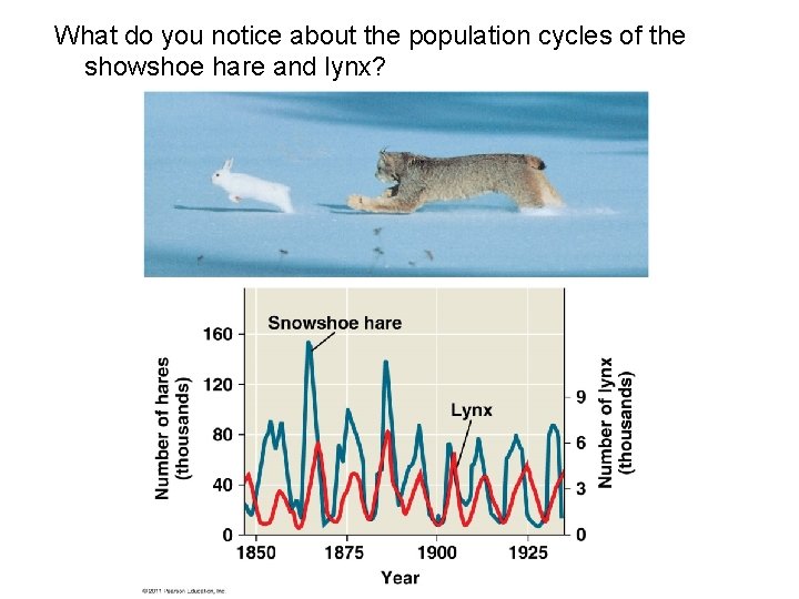 What do you notice about the population cycles of the showshoe hare and lynx?