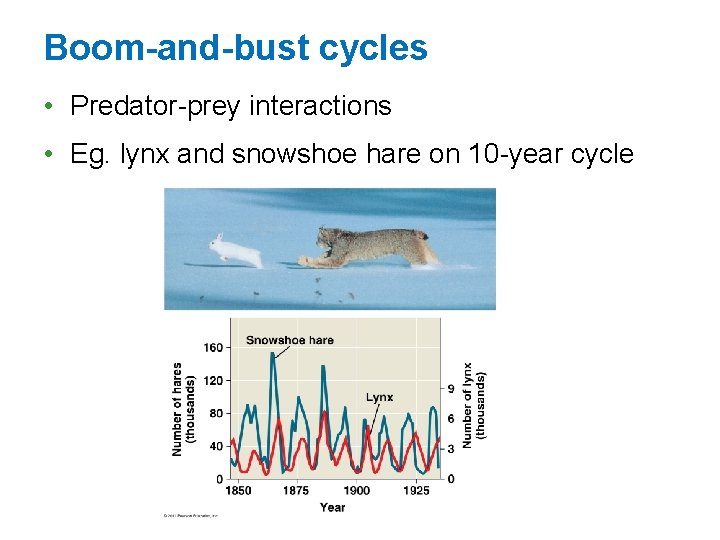 Boom-and-bust cycles • Predator-prey interactions • Eg. lynx and snowshoe hare on 10 -year