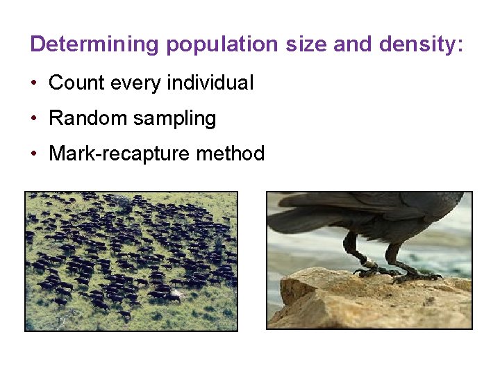 Determining population size and density: • Count every individual • Random sampling • Mark-recapture