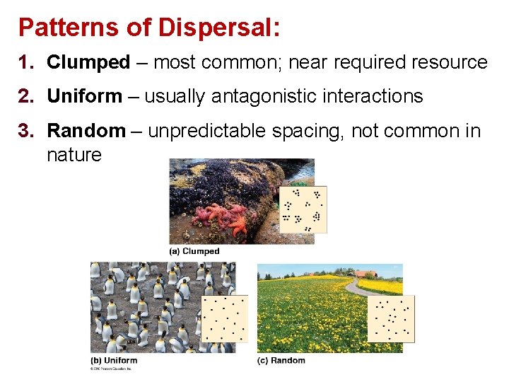 Patterns of Dispersal: 1. Clumped – most common; near required resource 2. Uniform –