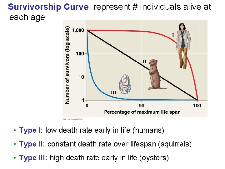Survivorship Curve: represent # individuals alive at each age • Type I: low death