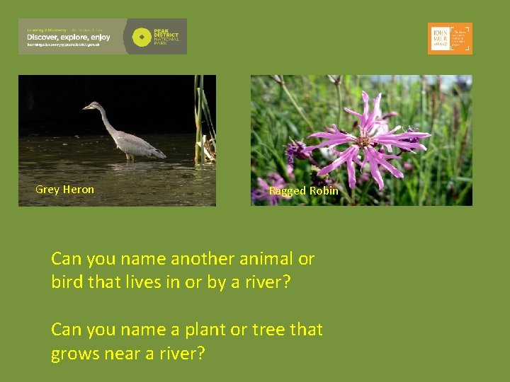 Grey Heron Ragged Robin Can you name another animal or bird that lives in