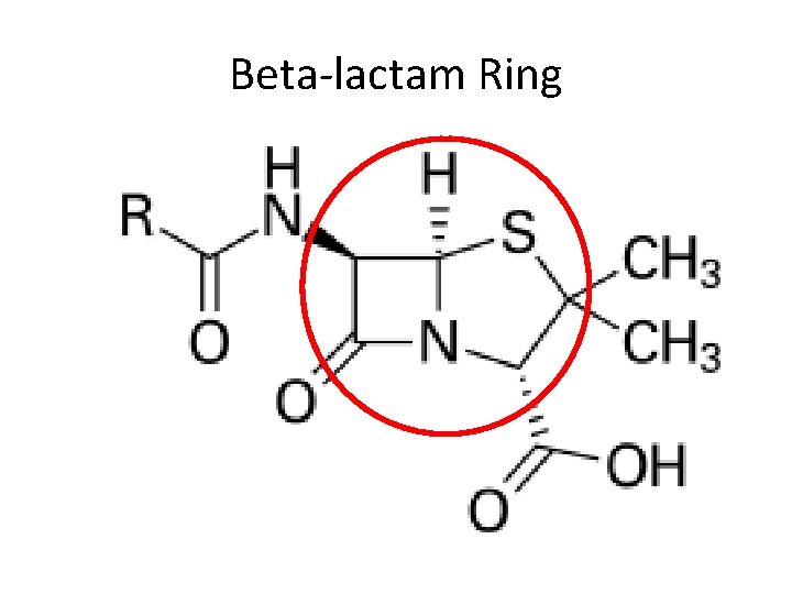 Beta-lactam Ring 