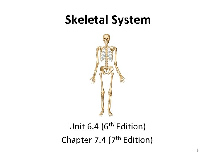 Skeletal System Unit 6. 4 (6 th Edition) Chapter 7. 4 (7 th Edition) Skeletal System Unit 6. 4 (6 th Edition) Chapter 7. 4 (7 th Edition)