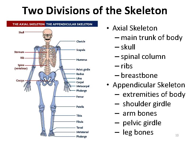 Two Divisions of the Skeleton • Axial Skeleton – main trunk of body – Two Divisions of the Skeleton • Axial Skeleton – main trunk of body –