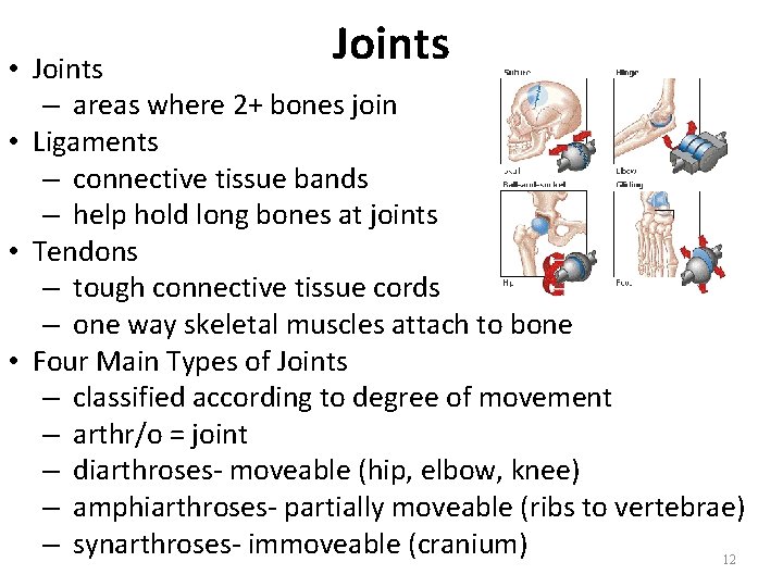 Joints • Joints – areas where 2+ bones join • Ligaments – connective tissue Joints • Joints – areas where 2+ bones join • Ligaments – connective tissue