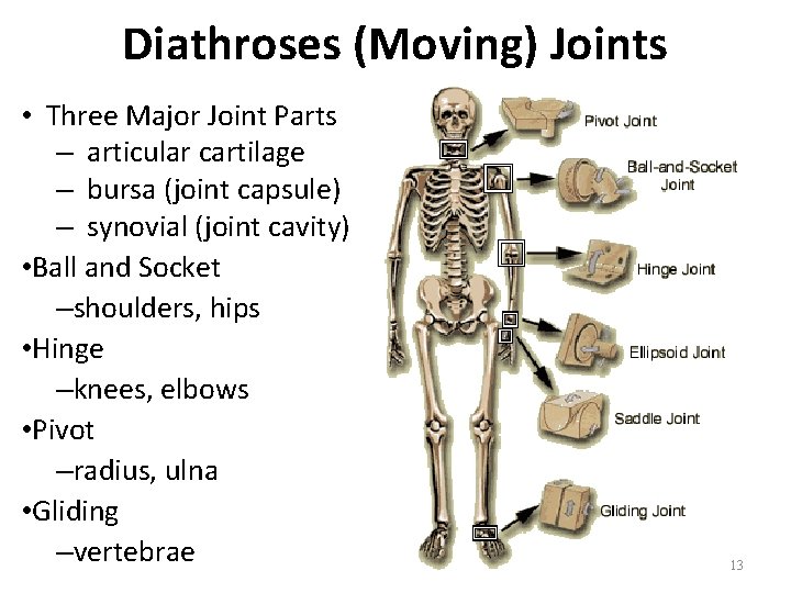 Diathroses (Moving) Joints • Three Major Joint Parts – articular cartilage – bursa (joint Diathroses (Moving) Joints • Three Major Joint Parts – articular cartilage – bursa (joint