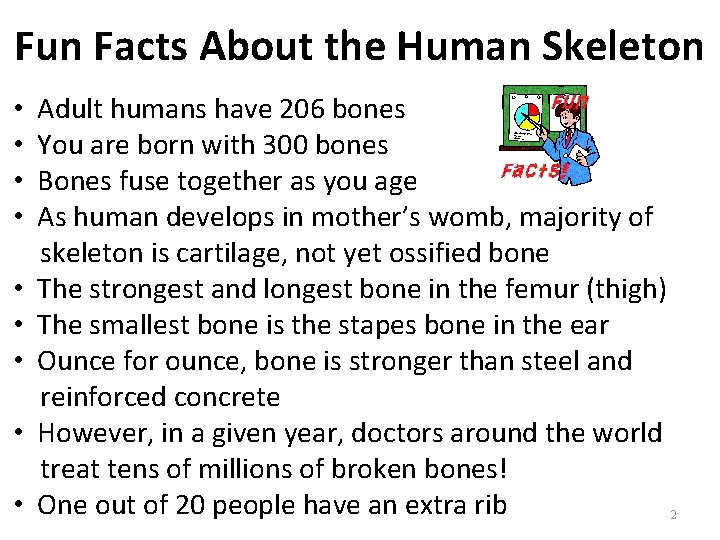 Fun Facts About the Human Skeleton • • • Adult humans have 206 bones Fun Facts About the Human Skeleton • • • Adult humans have 206 bones
