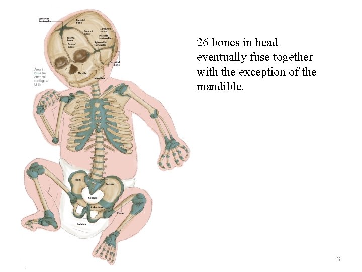 26 bones in head eventually fuse together with the exception of the mandible. 3 26 bones in head eventually fuse together with the exception of the mandible. 3