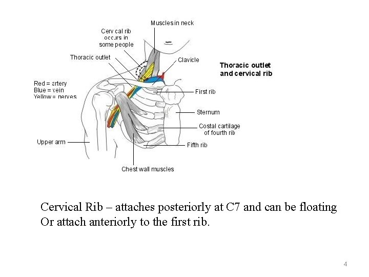 Cervical Rib – attaches posteriorly at C 7 and can be floating Or attach Cervical Rib – attaches posteriorly at C 7 and can be floating Or attach