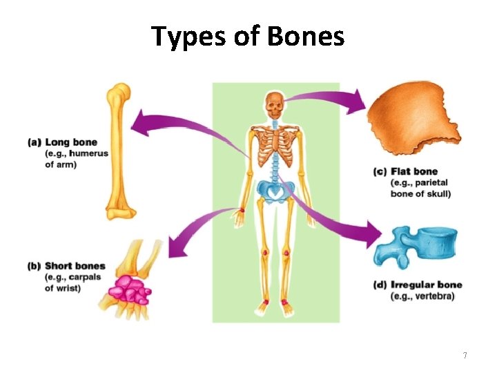 Types of Bones 7 Types of Bones 7