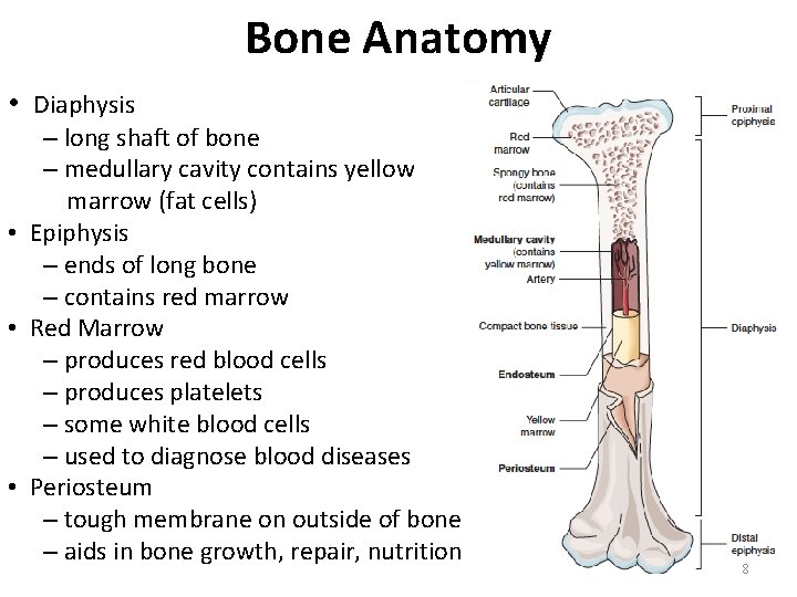 Bone Anatomy • Diaphysis – long shaft of bone – medullary cavity contains yellow Bone Anatomy • Diaphysis – long shaft of bone – medullary cavity contains yellow