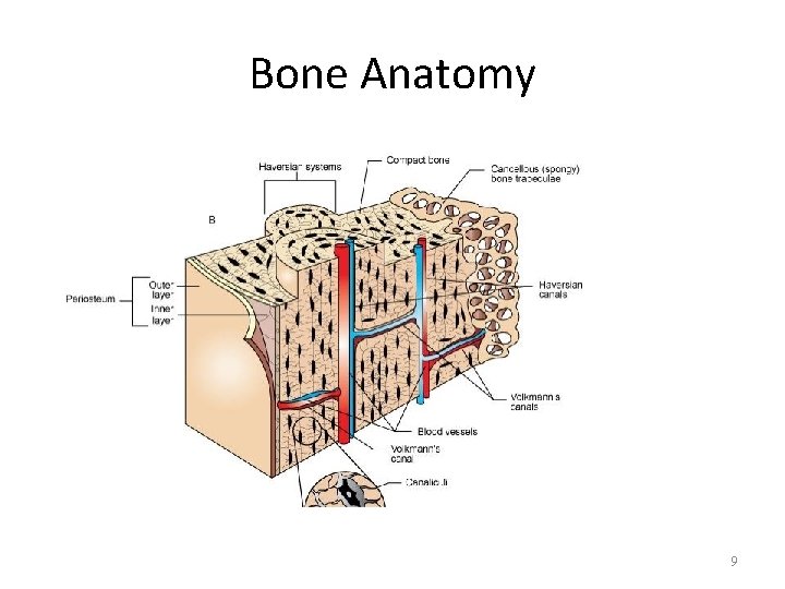Bone Anatomy 9 Bone Anatomy 9