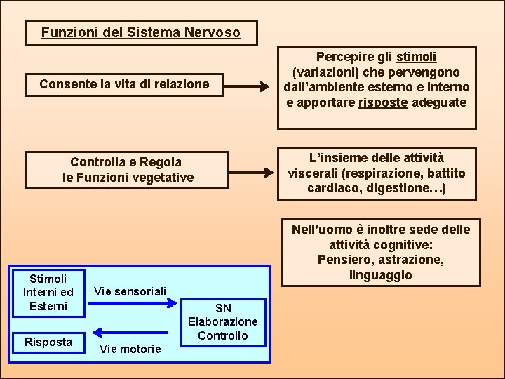 Funzioni del Sistema Nervoso Consente la vita di relazione Controlla e Regola le Funzioni