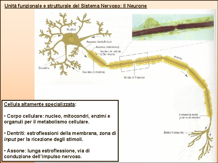 Unità funzionale e strutturale del Sistema Nervoso: Il Neurone Cellula altamente specializzata: • Corpo