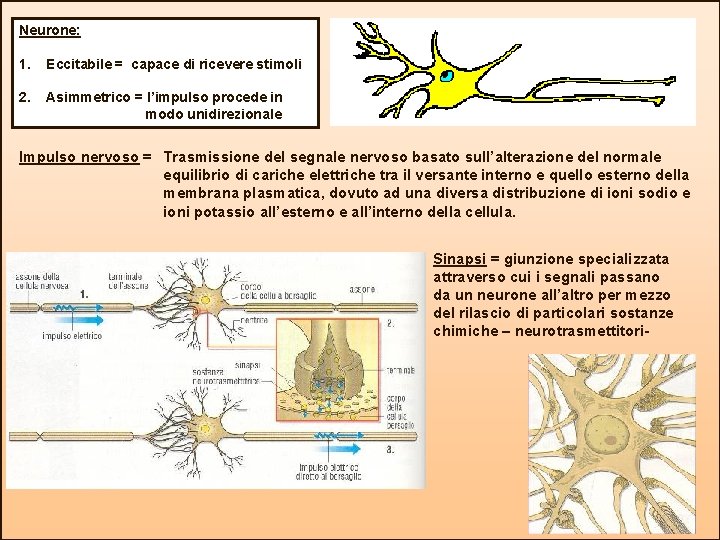 Neurone: 1. Eccitabile = capace di ricevere stimoli 2. Asimmetrico = l’impulso procede in