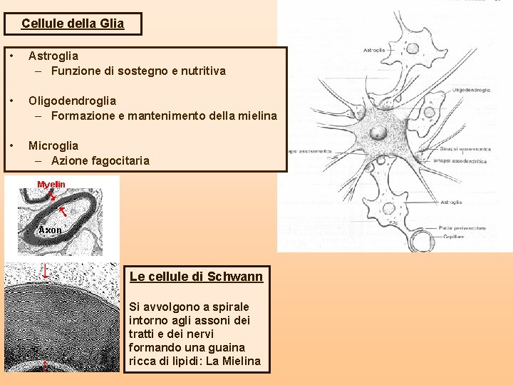 Cellule della Glia • Astroglia – Funzione di sostegno e nutritiva • Oligodendroglia –