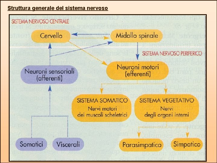 Struttura generale del sistema nervoso 