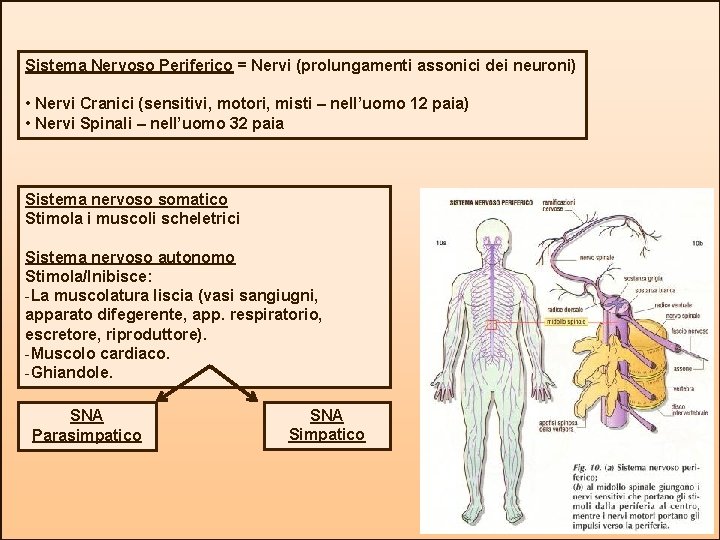 Sistema Nervoso Periferico = Nervi (prolungamenti assonici dei neuroni) • Nervi Cranici (sensitivi, motori,