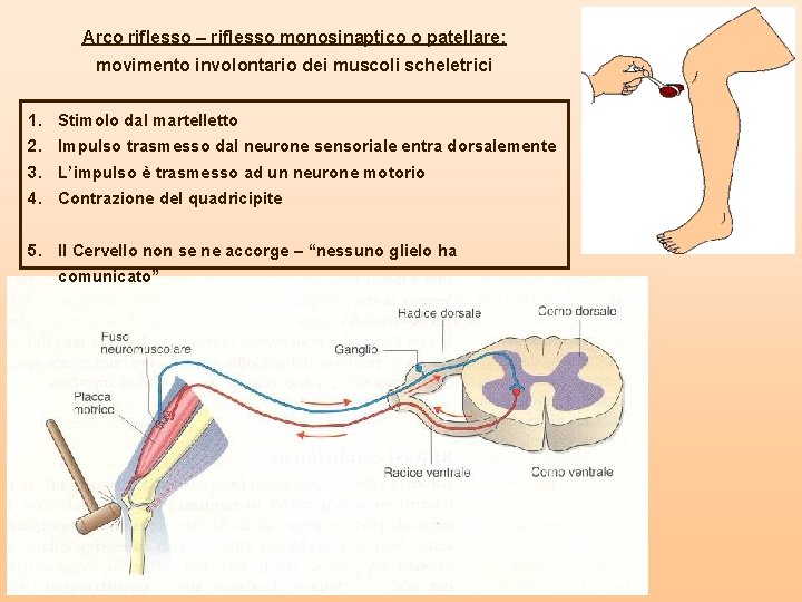 Arco riflesso – riflesso monosinaptico o patellare: movimento involontario dei muscoli scheletrici 1. Stimolo