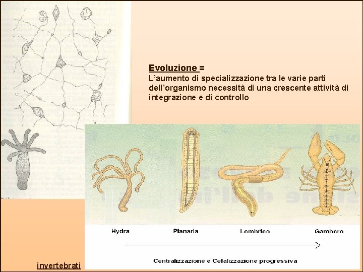 Evoluzione = L’aumento di specializzazione tra le varie parti dell’organismo necessità di una crescente