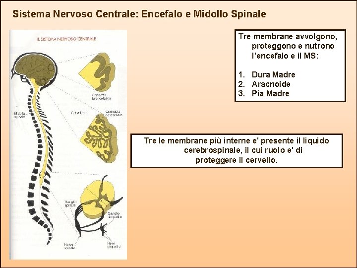 Sistema Nervoso Centrale: Encefalo e Midollo Spinale Tre membrane avvolgono, proteggono e nutrono l’encefalo