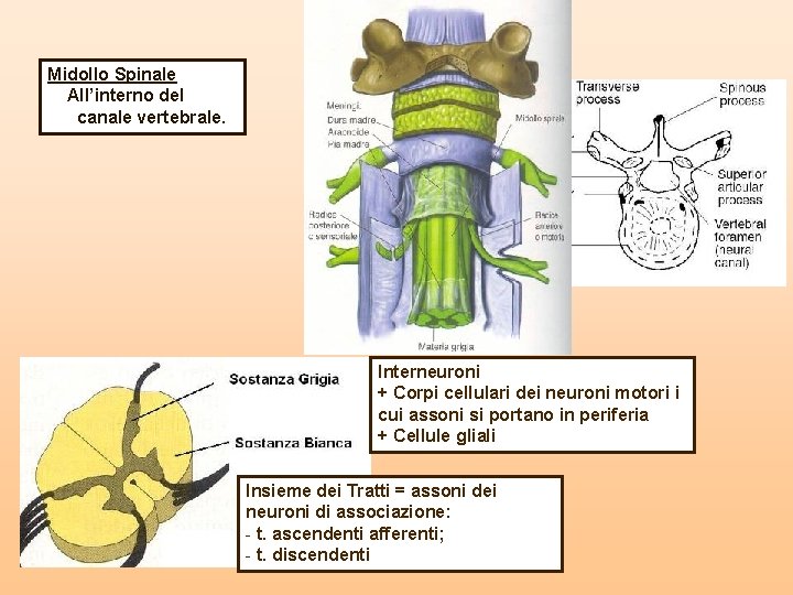 Midollo Spinale All’interno del canale vertebrale. Interneuroni + Corpi cellulari dei neuroni motori i