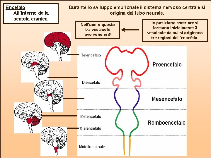 Encefalo All’interno della scatola cranica. Durante lo sviluppo embrionale il sistema nervoso centrale si