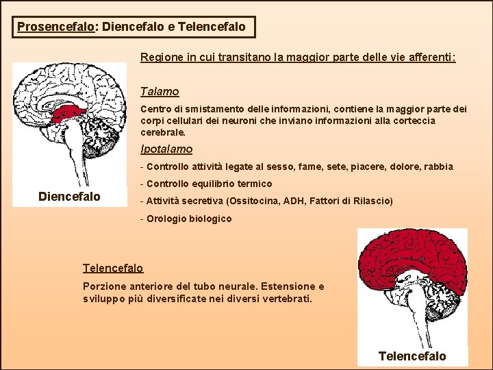 Prosencefalo: Diencefalo e Telencefalo Regione in cui transitano la maggior parte delle vie afferenti: