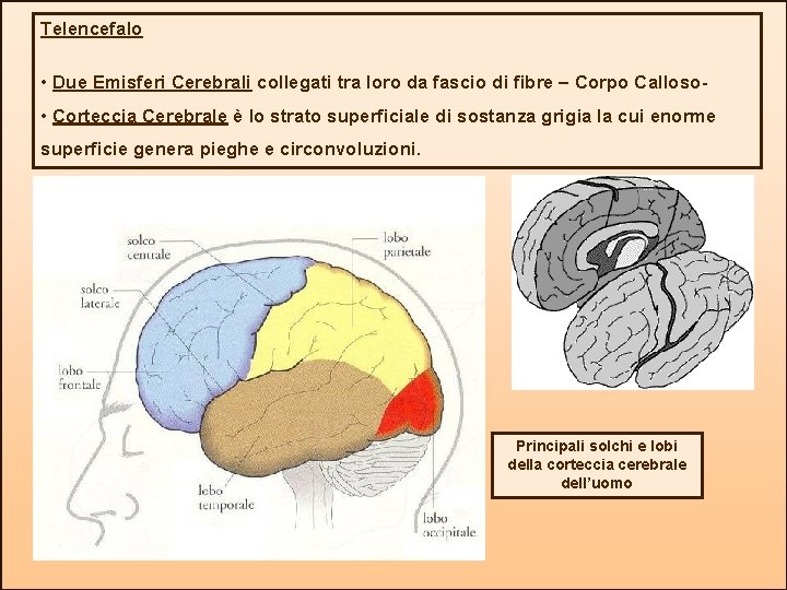 Telencefalo • Due Emisferi Cerebrali collegati tra loro da fascio di fibre – Corpo