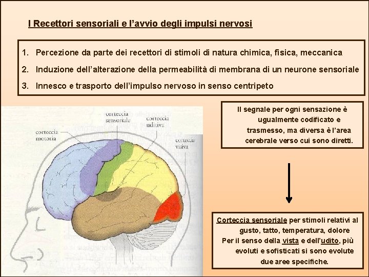 I Recettori sensoriali e l’avvio degli impulsi nervosi 1. Percezione da parte dei recettori