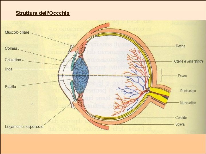 Struttura dell’Occchio 