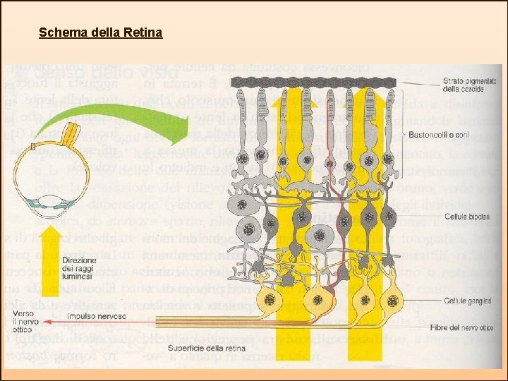 Schema della Retina 