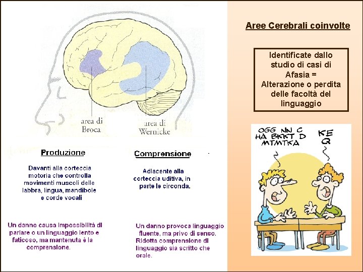 Aree Cerebrali coinvolte Identificate dallo studio di casi di Afasia = Alterazione o perdita