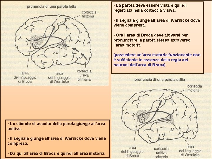  • La parola deve essere vista e quindi registrata nella corteccia visiva. •